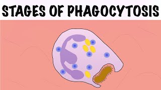 STAGES OF PHAGOCYTOSIS [upl. by Aynad]