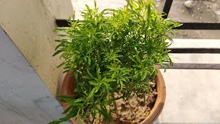 Aralia Plant Care Hindi  How To Grow and Care Aralia Plant in Pots  Golden Aralia [upl. by Dunn814]