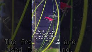 freshwater neocaridina neocaridinashrimp shrimp aquarium plantedtank [upl. by Paulson]