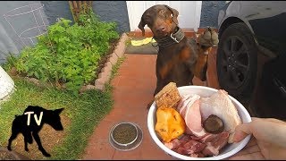 Raw meat vs Dog Kibble Taste Test Challenge  Doberman Mukbang [upl. by Maddalena478]