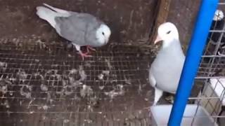 Young pair of Lavender Bald head Birmingham roller pigeons [upl. by Ancelin391]