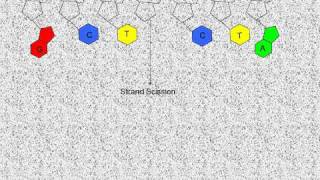 Maxam Gilbert Sequencing Methodwmv [upl. by Thrasher282]