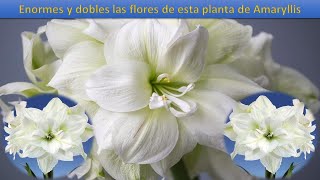 Enormes y dobles las flores de esta planta de Amaryllis White Amadeus Candy [upl. by Hopfinger]