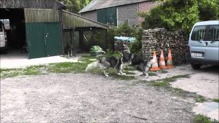 Ciobanesc CarpatinCarpathian Shepherd Dog dogs playing [upl. by Peper292]