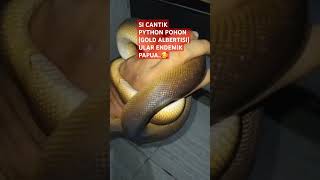 PYTHON POHON ASLI PAPUA PYTHON EMAS GOLD ALBERTISI [upl. by Cantlon267]