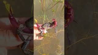 Catching Crab in a floodplain  Rainy season Catch fresh water CRAB crab nature beautifulplace [upl. by Ferdinande]