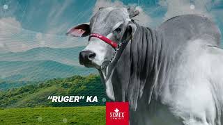 RUGER KA [upl. by Bradly]