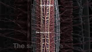 quotSarcomere The Fundamental Unit of Muscle Contractionquot [upl. by Lyrpa680]