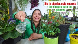 ¿Sabías que el vinagre puede salvar tus plantas ¡Descubre cómo [upl. by Anniroc238]