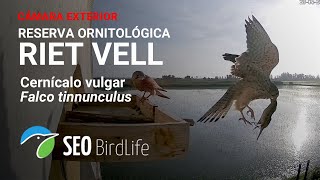 Cernícalo vulgar  Exterior  Reserva Natural Riet Vell 🔴DIRECTO Delta del Ebro [upl. by Melody]