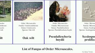 List of Fungus of Order Microascales minor wilt fimbriata boydii Ceratocystis Oak Fuse platani [upl. by Maryellen170]