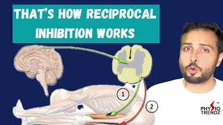 The Physiology Behind Reciprocal Inhibition [upl. by Babbette407]