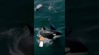 Why Orcas Are Known as Killer Whales The Story Behind the Name education sea world animals [upl. by Azer719]