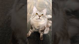 Unexpected Paws Reaction 🐾😹 mainecoon caturday catshorts catsvideo fyp funcat catjump [upl. by Nylssej]