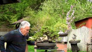 INTERNATIONAL BONSAI ACADEMY with Walter Pall  Episode VIII  Beautiful Carpinus orientalis in leaf [upl. by Yzmar142]