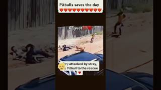 Pitbull saves boy from stray dog attack [upl. by Bacchus]