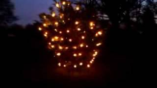 Outdoor Christmas tree with C7C9 twinkle lights [upl. by Nnaytsirk]