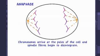 254 Describe the events of Mitosis [upl. by Rachaba351]