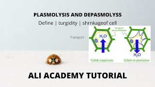 Plasmolysis And Deplasmolysis  Class 11 Biology [upl. by Icnan666]