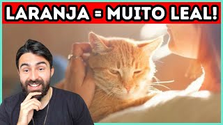 A Cor do Seu Gato Revela o Quanto Ele TE AMA [upl. by Ennaeus]