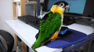 ズグロ Caique sing Whitney Houston song [upl. by Aidnahs]