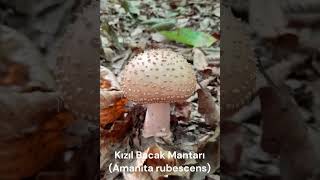 Kızıl Bacak Mantarı Amanita rubescens [upl. by Schenck]