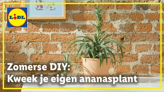 Kweek je eigen ananasplant [upl. by Menedez495]