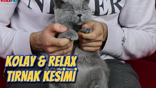 KEDİ TIRNAK KESİMİ 🐱 EN KOLAY YÖNTEM ‼️ Kedi Tırnağı Nasıl Kesilir [upl. by Asina483]