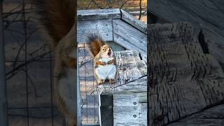 A squirrel cooling off on the air conditioner animals love shorts [upl. by Ymmij764]