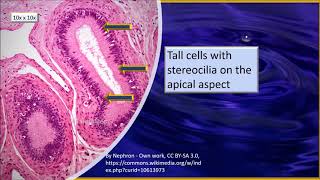 Epididymis Histology [upl. by Ardnaid248]