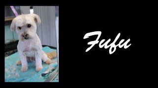 Dog Grooming Maltese Bichon Full Groom [upl. by Orvas]