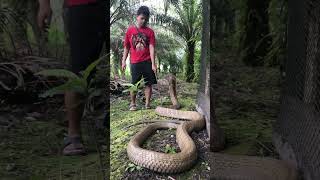 This is naja naja KingCobra [upl. by Aldrich]