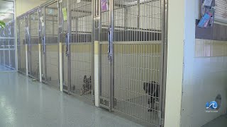 Chesapeake husband pays for 40 pet adoptions as wifes 40th birthday present [upl. by Yelnikcm259]