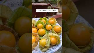 Makko  Cape Gooseberry  What do you call this Fruit [upl. by Zorine]