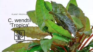 Cryptocoryne wendtii Tropica [upl. by Sllew]