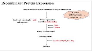 Protein Expression  Bacterial Expression System [upl. by Leventhal900]