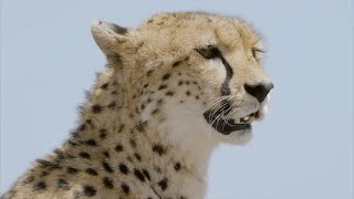 Guépard  L Animal Le Plus Rapide Sur Terre  Documentaire FrançaisHD [upl. by Naitsihc]