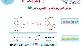 FADH2 NADH2نواقل البروتونات و الإلكترونات [upl. by Moraj]