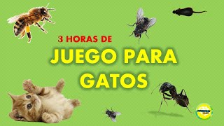 3 horas de Juego para gatos [upl. by Darby]