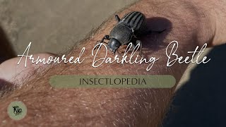 Large Armoured Darkling Beetle l Insectlopedia [upl. by Possing26]