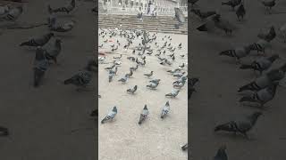 Makkah masjid Hyderabad 🪽🕊️🕊️ [upl. by Arst990]