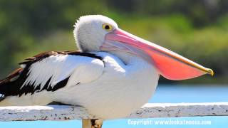 Pelican Yawning  Noosaville Queensland [upl. by Notsahc458]