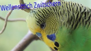 Wellensittich Zwitschern [upl. by Aubreir]