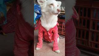 funny dog comedy shorts video 🤣 [upl. by Nurat]