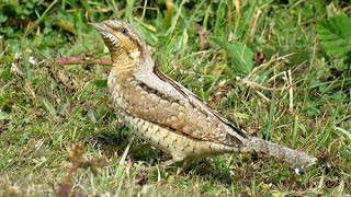 Wryneck at Shooters Bottom Beachy Head Sussex 030916 [upl. by Melvyn]