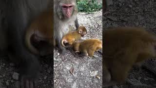 Two little monkey brothers are fighting over a milk bottle [upl. by Gerc]