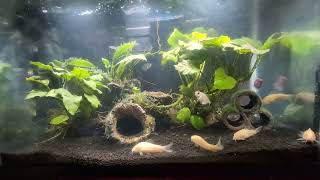 2910 Gallon Freshwater Planted Tank Glofish amp White Skirt Tetras Albino Catfish amp Nerite Snails [upl. by Noe412]