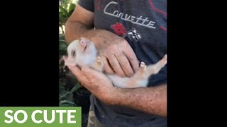 Mini piglet becomes paralyzed for belly rubs [upl. by Yetnom]