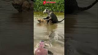 deusnocomando tamojunto crocodile macan animals buaya nature satwa [upl. by Christis]