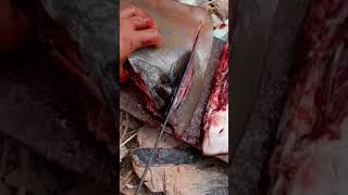 Blue spot stingray cutting fishing viral [upl. by Arihaz]